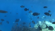 Sıcak hava dalgaları Büyük Set Resifi'ndeki mercanları öldürüyor