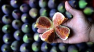 Singapurlu ve Malezyalılara siyah incir tanıtılacak