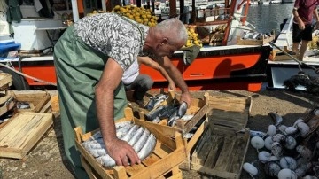 Sinop'ta, balıkçıklar ilk gün limana 500 kasa palamutla döndü