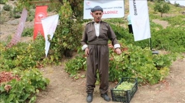 Şırnak'ta "Behdini Üzümü Hasat Şenliği" düzenlendi