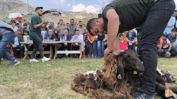 Şırnak'ta 'Geleneksel Kuzu Kırpma Kültür ve Yayla Festivali' etkinliklerle sürüyor