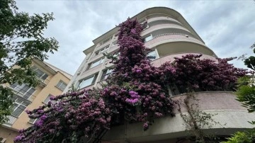 Şişli'de 5 katlı apartmanın çatısına kadar uzanan begonvil görenleri hayran bırakıyor