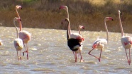Siyah flamingo yeniden Türkiye'de