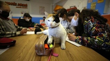 Sokak kedileri 'Betül' ve 'Zeytin' sınıfın neşe kaynağı oldu