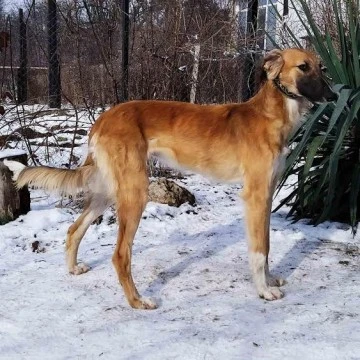 Soyları tükenmekte olan Kırım Tatar avcı köpekleri: Krımka -Fuad Safarov, Moskova'dan bildiriyor-