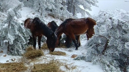 Spil Dağı'nda yaban hayvanları için doğaya yem bırakıldı