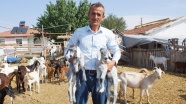 Stresten kurtulmak için başladı keçi çiftliği kurdu