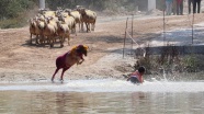 Sudan Koyun Geçirme Yarışması yapıldı