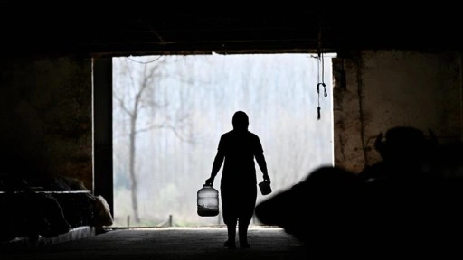 Süt ve peynir ihtiyacı için aldığı mandaları devlet desteğiyle çoğaltıp çiftlik kurdu