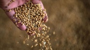 Tarım ve Orman Bakanlığından '500 bin ton buğday ithalatı' iddialarına yanıt