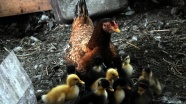 Tavuk, ördek yavrularına annelik yapıyor