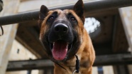 Tayland’da 'dedektör köpekler' Kovid-19'la mücadele kapsamında göreve başladı