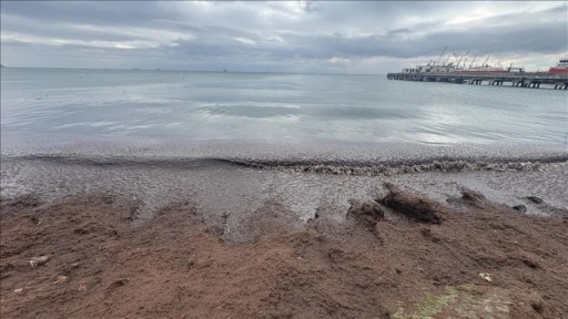 Tekirdağ'da kuvvetli rüzgar nedeniyle sahilin bir kısmına kırmızı yosun birikti