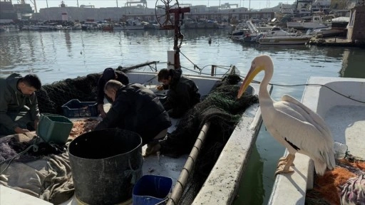 Tekirdağ'da pelikan "Garip", balıkçı barınağının maskotu oldu