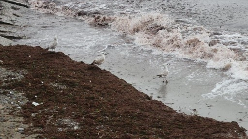 Tekirdağ'da poyraz nedeniyle sahilin bir kısmı kırmızı yosunla kaplandı