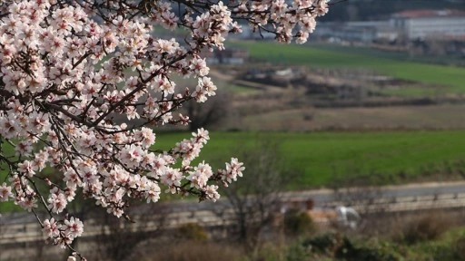 Tekirdağ'da "yalancı bahara" aldanan badem ağaçları çiçek açtı