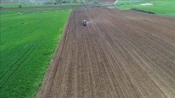 Tekirdağ'da 3 ton yerli hibrit ayçiçeği tohumu ekildi