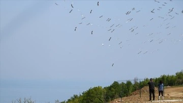 Tekirdağ'da göç eden pelikanlar görüntülendi