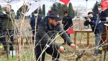 Tekirdağ'da üreticiler asma budama için yarıştı