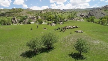 Terörden arındırılan yaylalarda küçükbaş hayvan ve kuş sesleri yankılanıyor