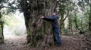 Tesadüfen bulunan 2 bin 500 yıllık ağaç asırlara meydana okuyor