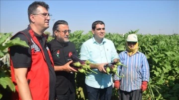 Tescilli Birecik Patlıcanı'nın hasadı başladı