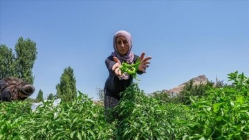 Tescilli Çermik biberi, gurbetçiler için Avrupa yolcusu