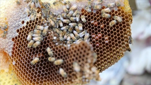 Tescilli Pervari balı izole bölgelerde üretilerek marka değeri korunuyor