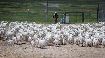 Tiftiğiyle meşhur Ankara keçisinin genini koruyup gelecek nesillere aktarıyorlar