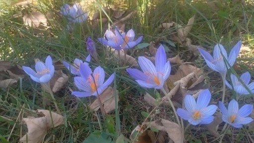 Tokat'ın yüksek kesimleri vargit çiçekleriyle süslendi