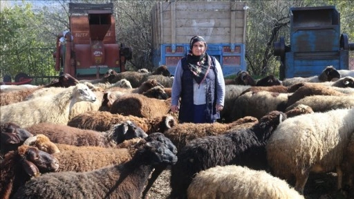 Tokatlı kadın çiftçi devlet desteğiyle koyun sürüsü sahibi oldu