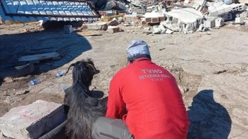 Tokatlı veteriner hekimler enkazdan 6 keçiyi çıkardı