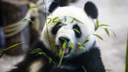 Tokyo&#039;da dünyaya gelen ikiz pandaların isimleri belli oldu