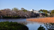 Tokyo'daki Ueno Parkı doğal güzellikleriyle ziyaretçileri büyülüyor
