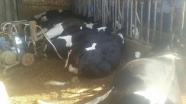 Toplanan inek sütü miktarı geçen yıl arttı