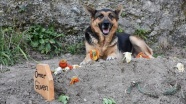 Trabzon&#039;da sahibi vefat eden köpek mezarın başından ayrılmıyor