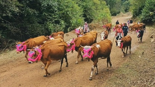 Trabzon'da yaylalardan dönüş yolculuğu devam ediyor