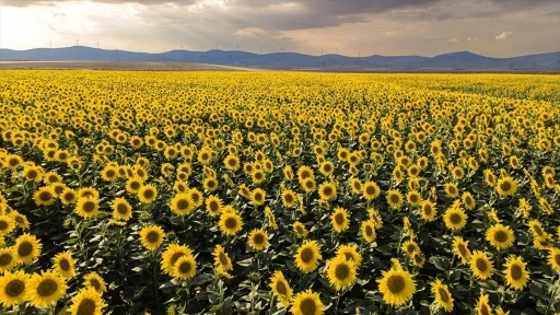 Trakya Birlik 2024 üretim sezonunda 240 bin ton ayçiçeği alımı gerçekleştirdi