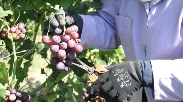"Trakya İlkeren" üzümünün hasadına başlandı