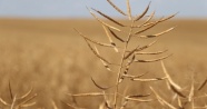 Trakya’nın yeni ‘sarı gelini’ için hasat zamanı