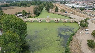 Tunca Nehri'ni 'yeşile boyayan' yosun ve su mercimeklerinin yayılımı arttı