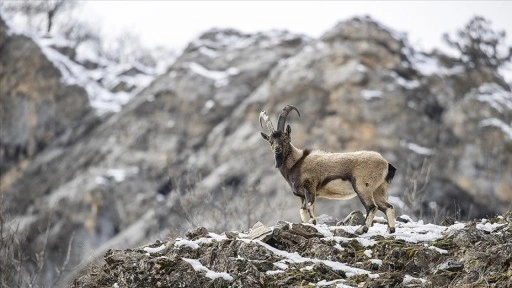 Tunceli dağlarındaki yaban keçileri fotoğrafçıların ilgisini çekiyor