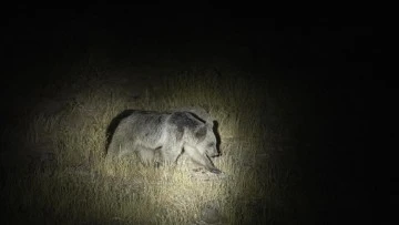 Tunceli'de Düzgün Baba Dağı'nın eteklerinde bozayılar görüntülendi