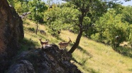 Tunceli'de koruma altındaki yaban keçileri beslenirken görüntülendi