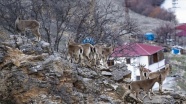 Tunceli&#039;de yaban keçileri yiyecek bulmak için sürü halinde köye indi