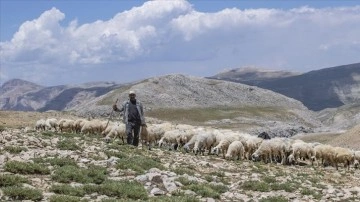 Tunceli yaylalarının iş yükü kadınların omuzunda