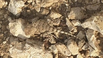 Tunceli'de doğada nadir görülen &quot;bozkır keleri&quot; görüntülendi