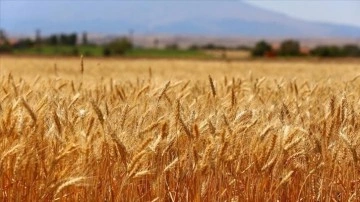 Türk buğday sektörü için kapsamlı yol haritası geliştirildi
