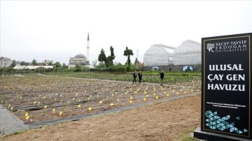 Türk çayının geleceğini koruyacak 'Ulusal Çay Gen Havuzu' açıldı