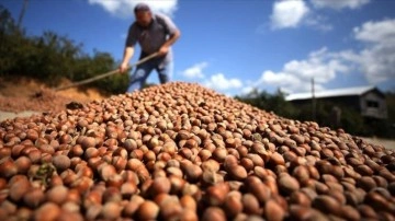 Türk fındığı geçen sezon 124 ülkede alıcı buldu